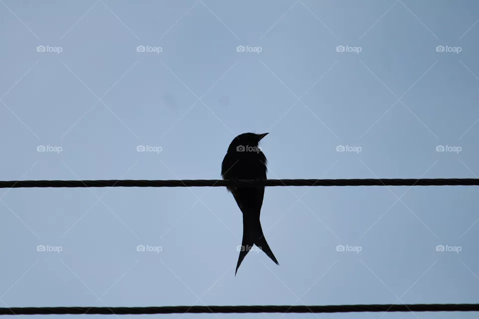 black drongo