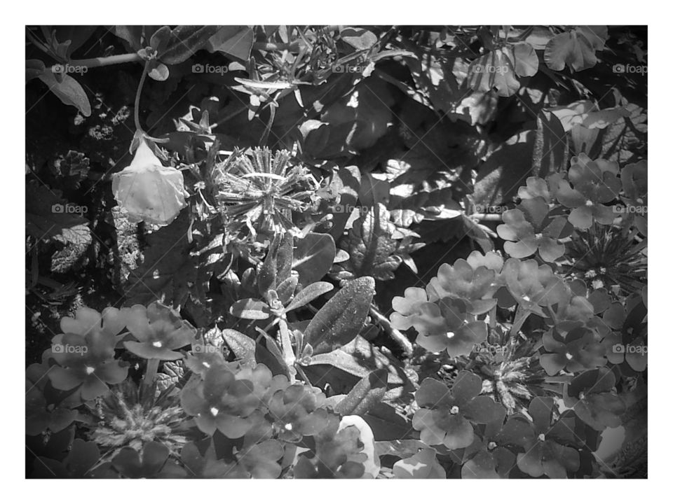 Black and White. flowers