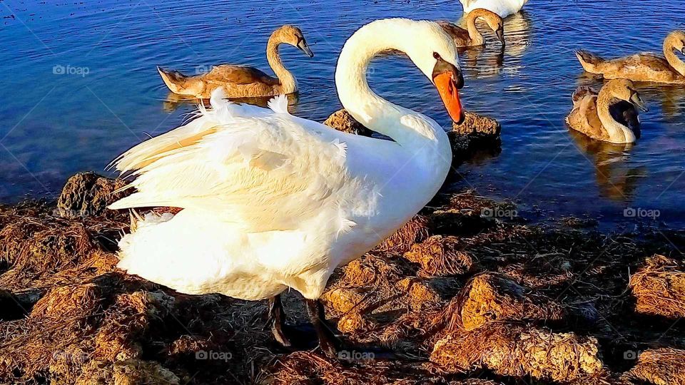 лебеди.птицы.