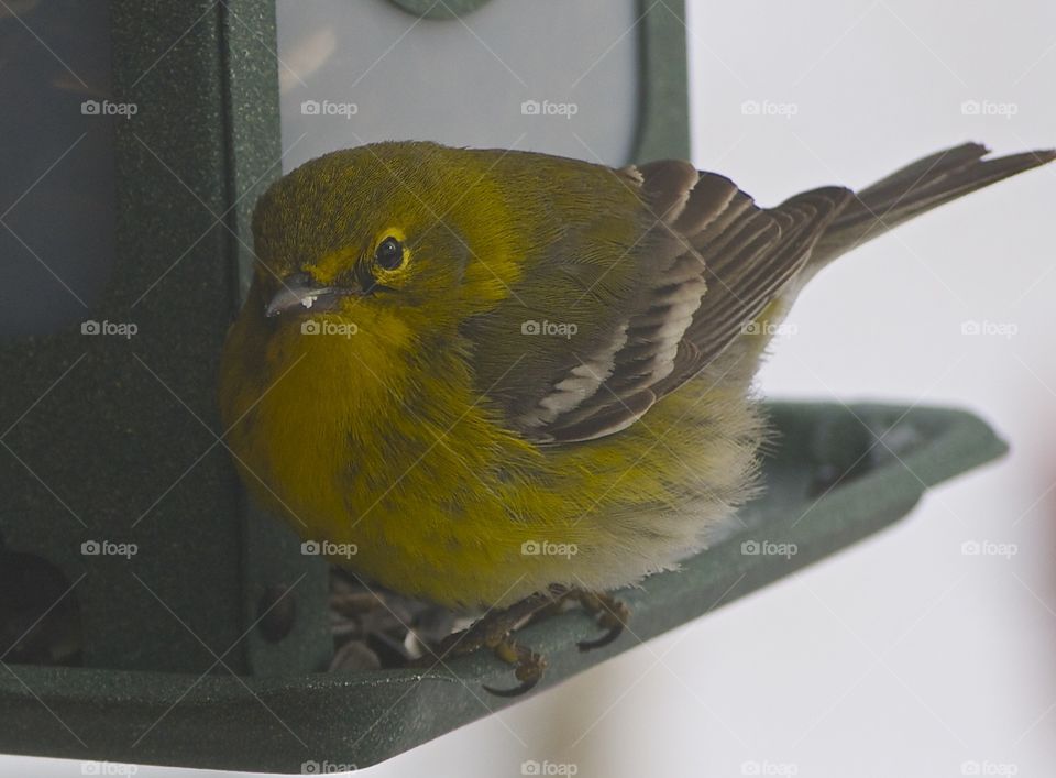 Yellow Warbler. This little birdie spent a lot of time at my feeder.
