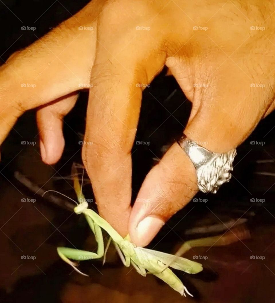 A green insect held in the hand.