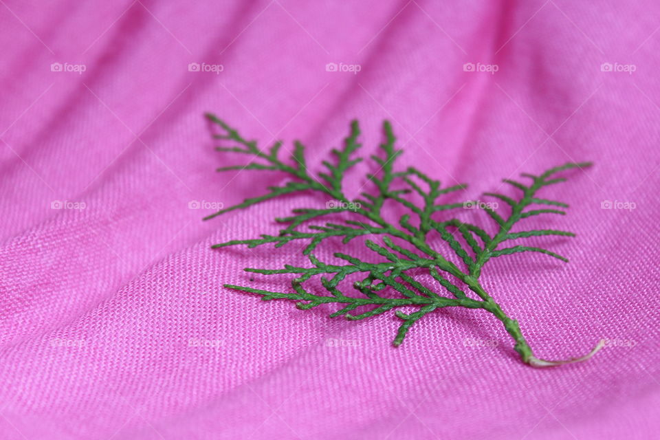 pine tree leaves