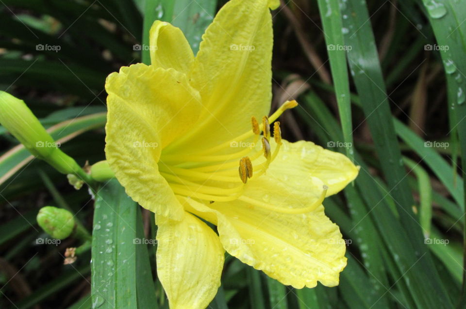 Rain dotted lily. Found on a drive