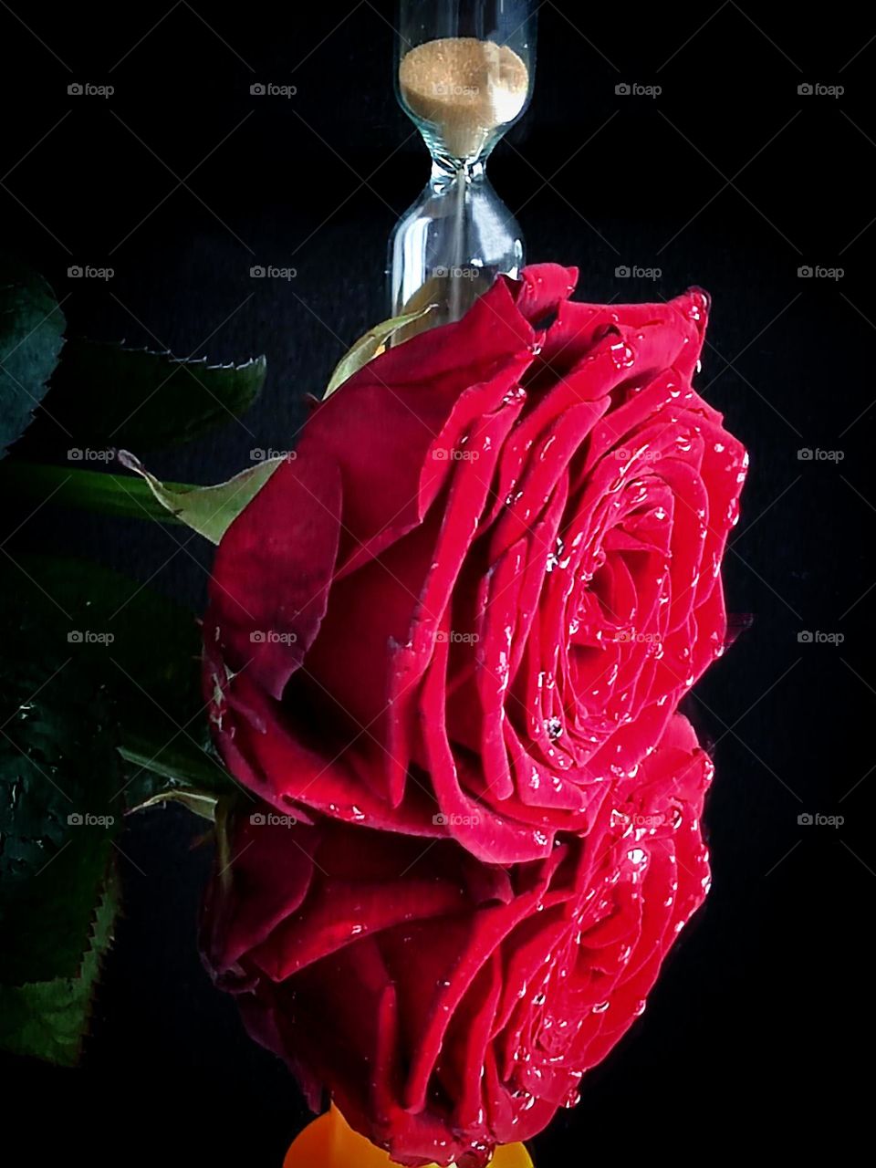 On a mirror surface lies a red rose flower with drops of water. In the background is an hourglass. The sand is rapidly pouring down, counting the minutes. A red rose is reflected in the mirror surface.