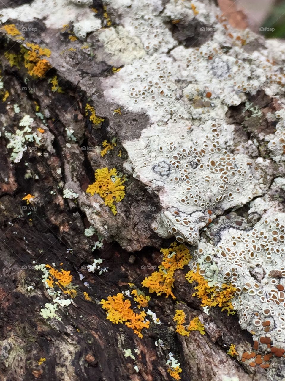 Lichens on a fallen log. I loved the colors!!