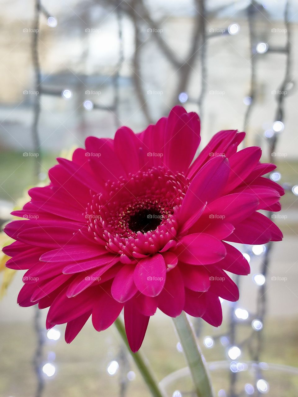 Pink gerbera on the background of diode bulbs