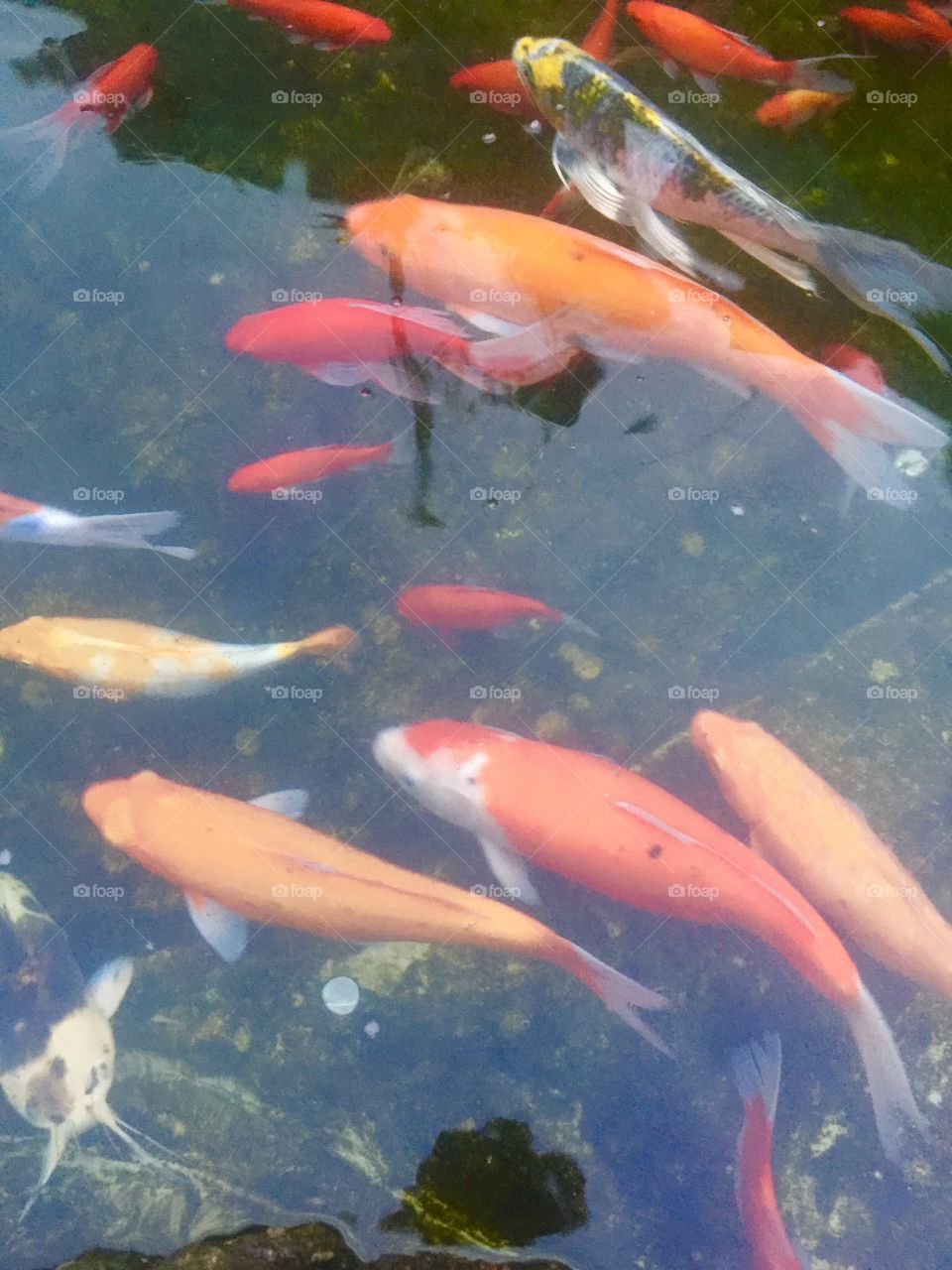 Goldfish 😊