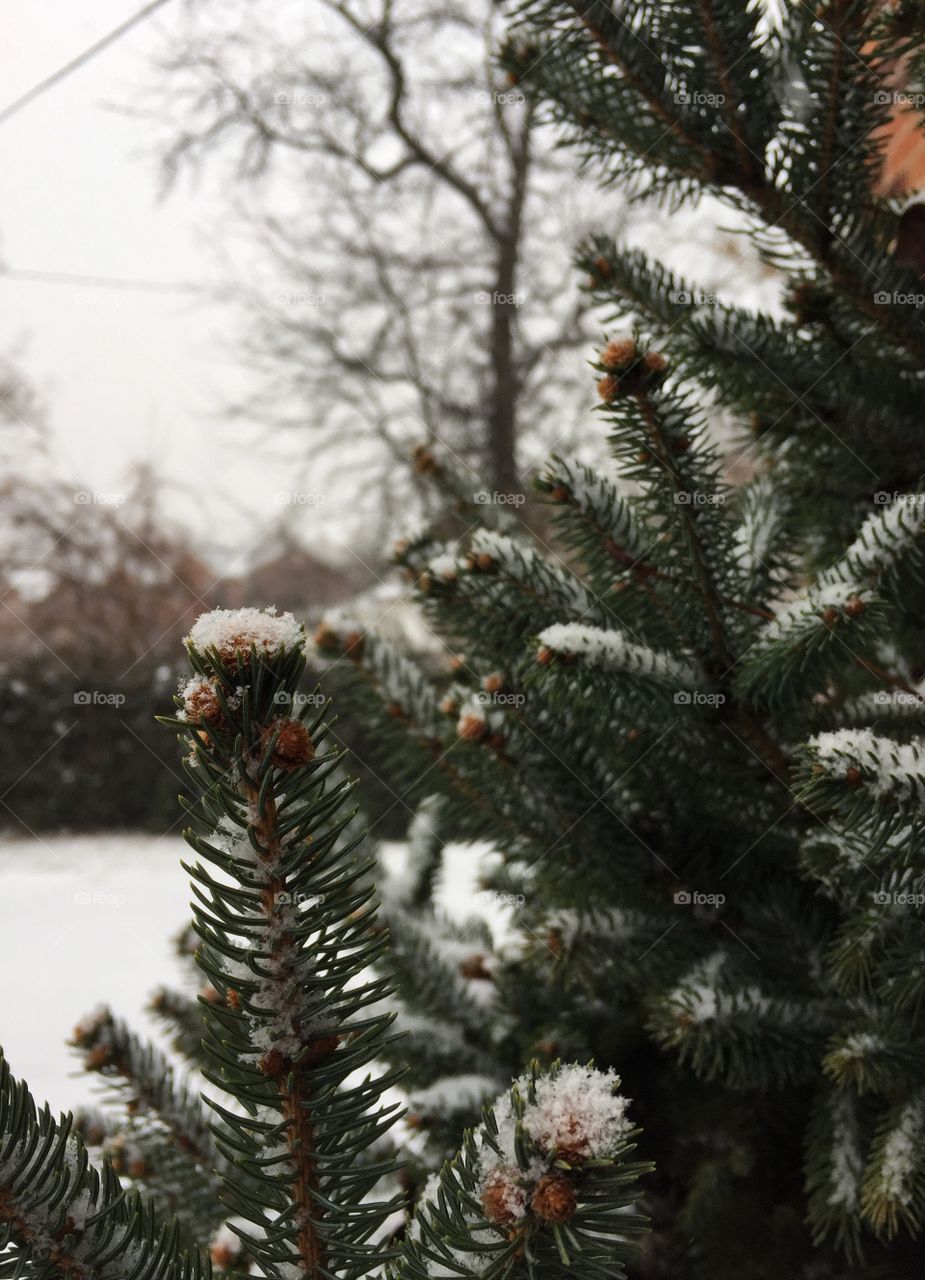 Winter pine