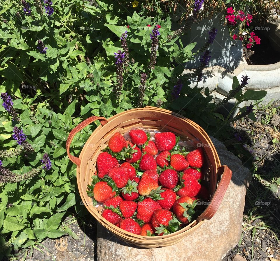 Basket of strawberries