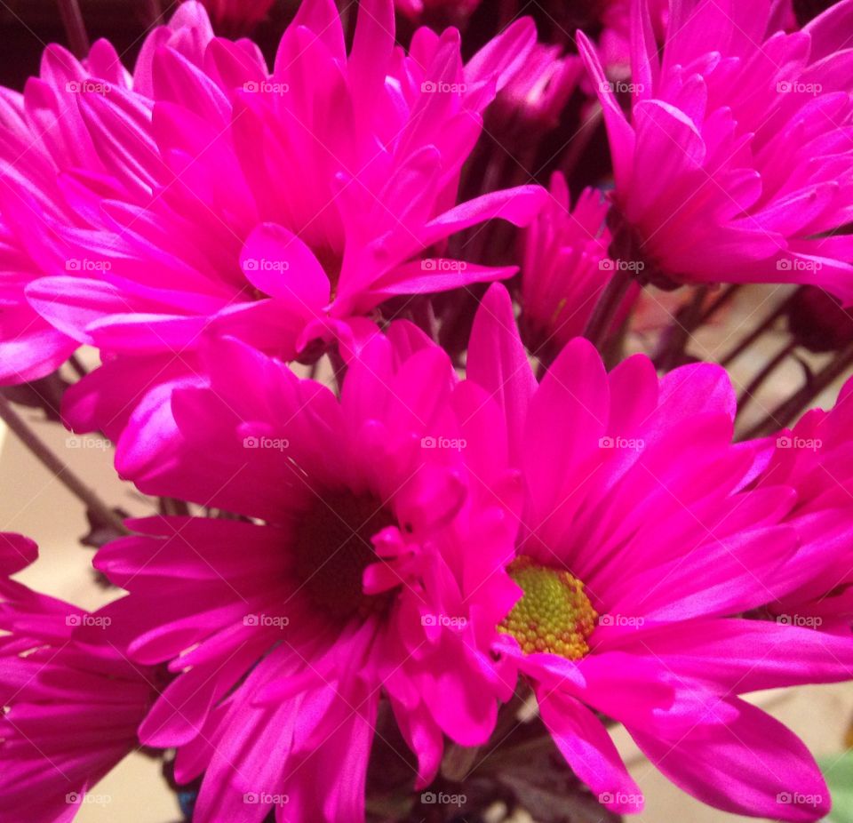 Neon pink daisies