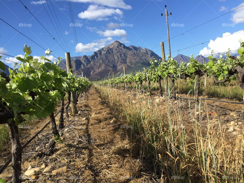 South Africa, Cape Winelands