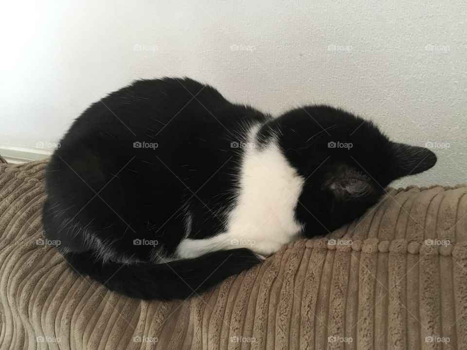 Our strange male cat that sleeps to say “no, I’m not here.” or “go......a......way.” Face Down and comfortable 