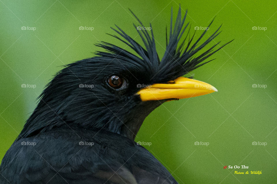 Bird ID - White-vented Myna 