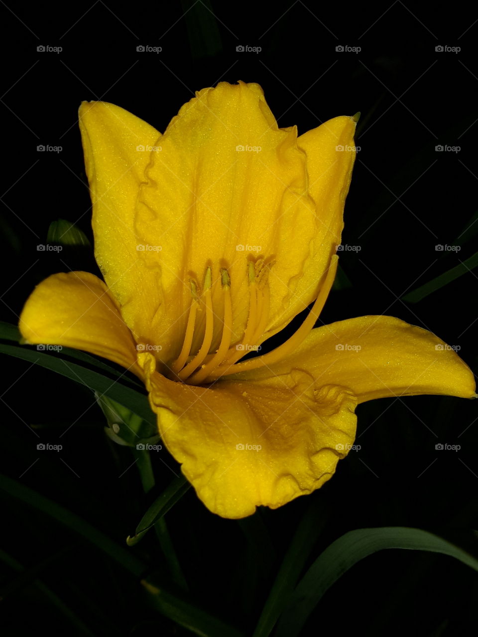 Yellow flower in the night.