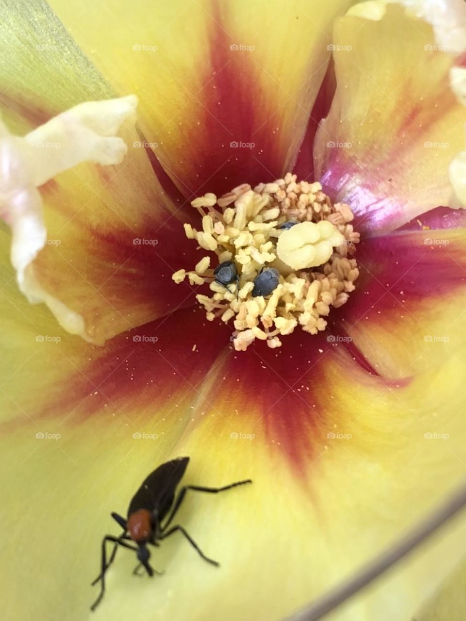 A love bug found a home on a beautiful cactus flower!