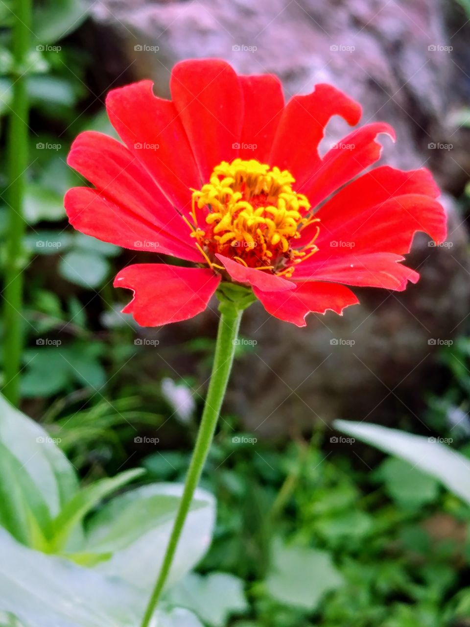 red sun flowers