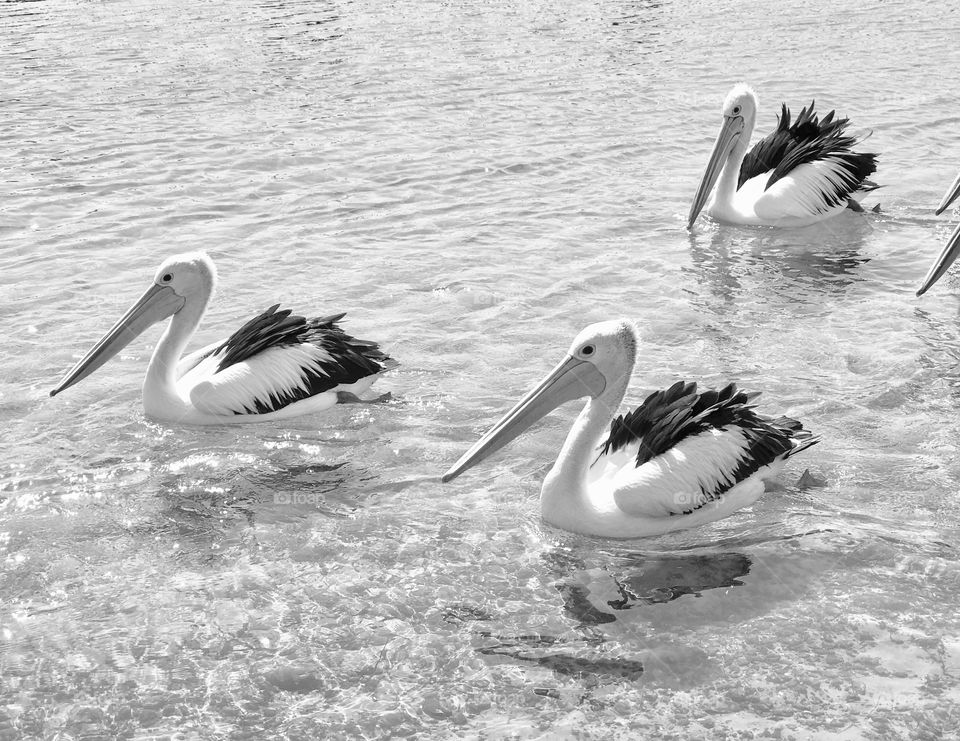 Pelicans coming in for feeding at San Remo, Victoria 