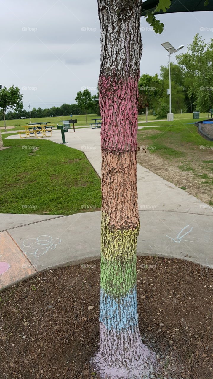 rainbow tree. walk through the park
