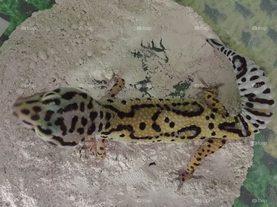 Gecko 