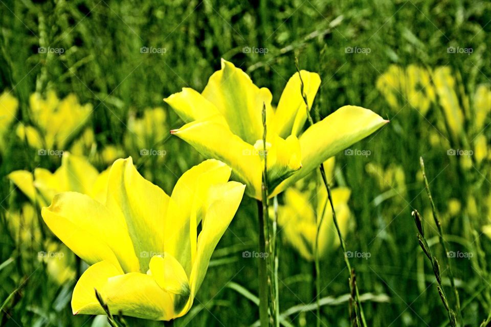 beautiful floral splendor