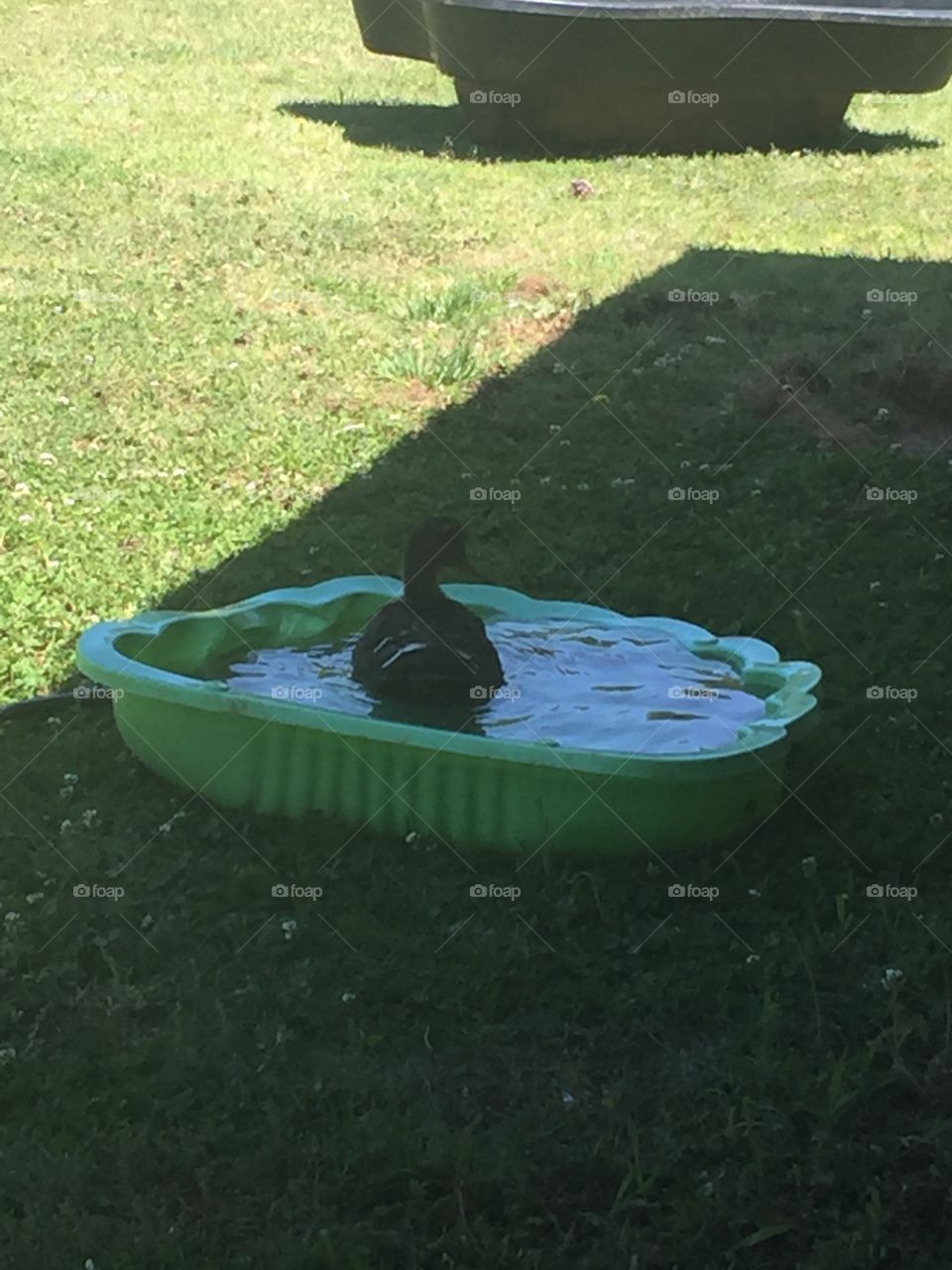 Duck in kiddie pool