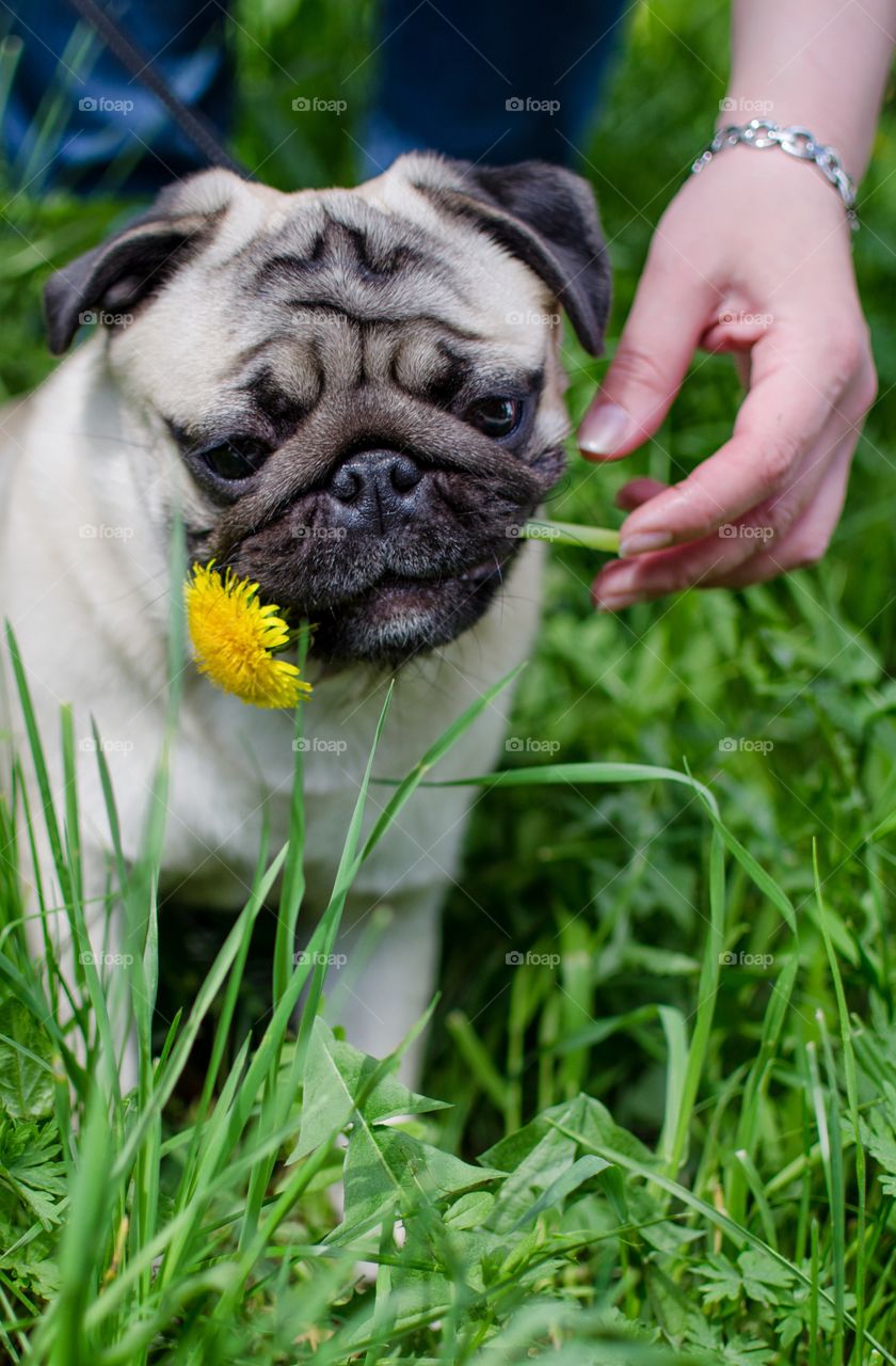 Bruno. a pug and a dandelion