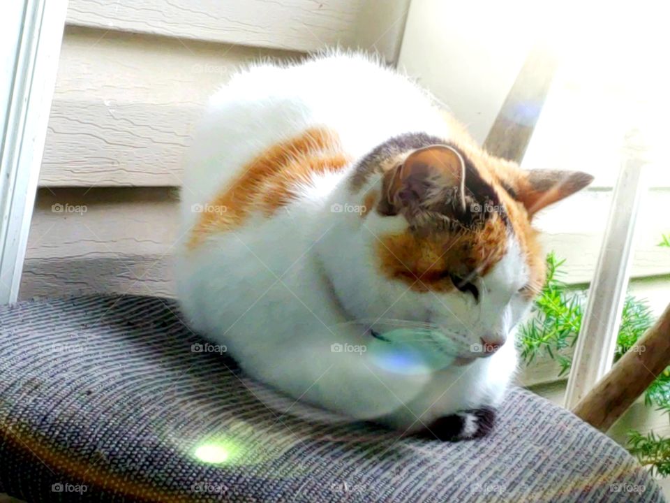 calico in sunbeam
