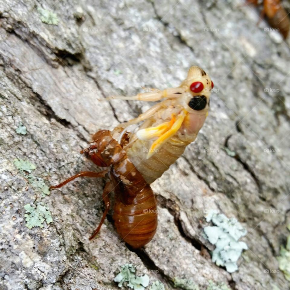 molting cicada 3. another molting cicada