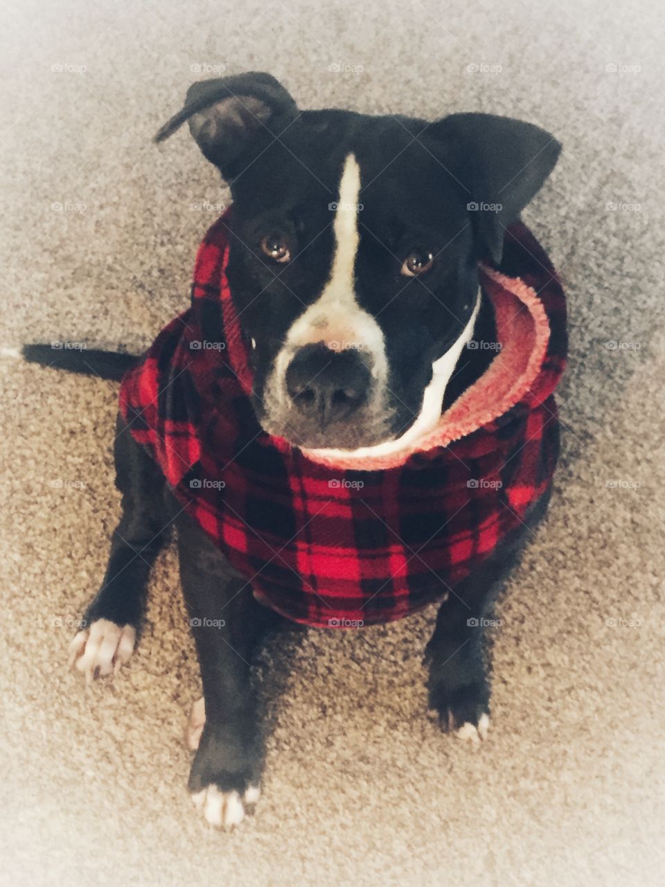 Dog wearing a jacket