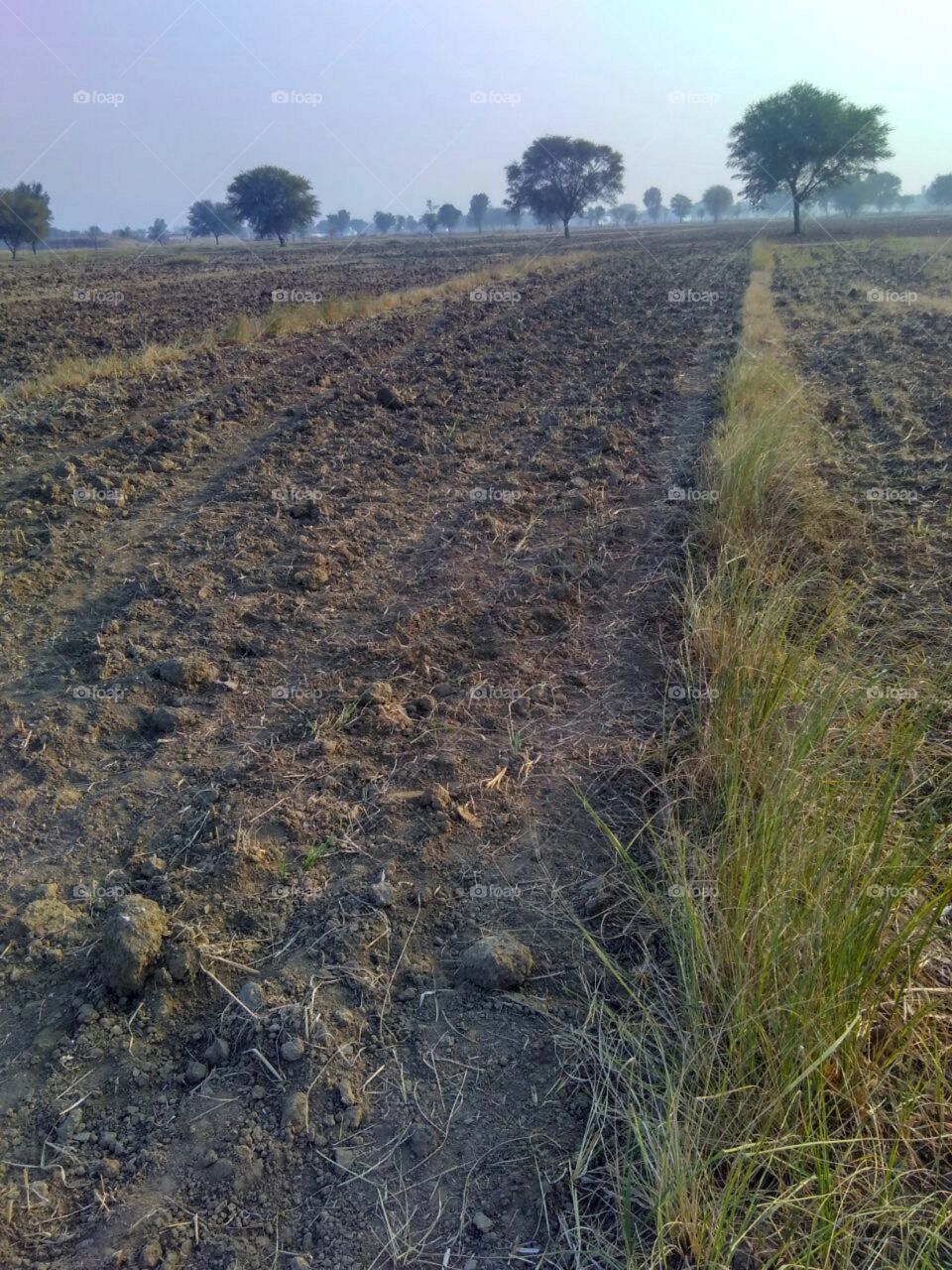 Agriculture Land or Plaugh Farms after reaping Millet Crop.Seprated By Green  Grasss and Acacia (Babool) Tree.
 Of District Karauli, Rajasthan India