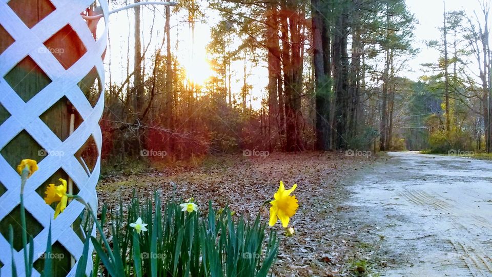Dafodils in February