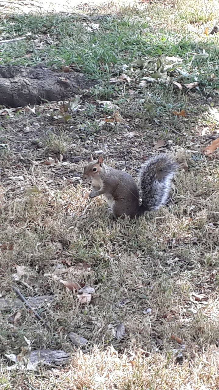 Squirrel in NYC