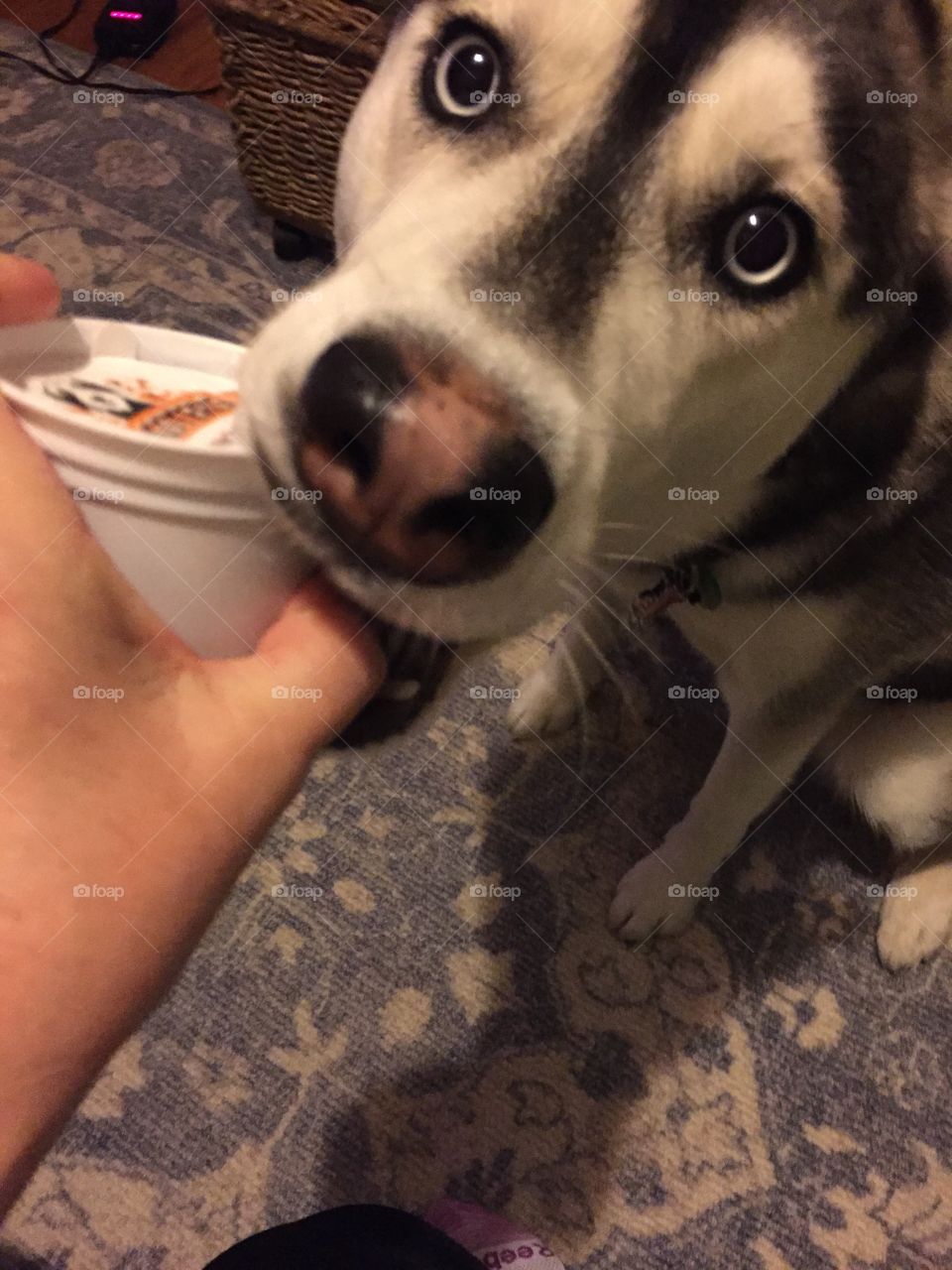 Husky loves pup cream