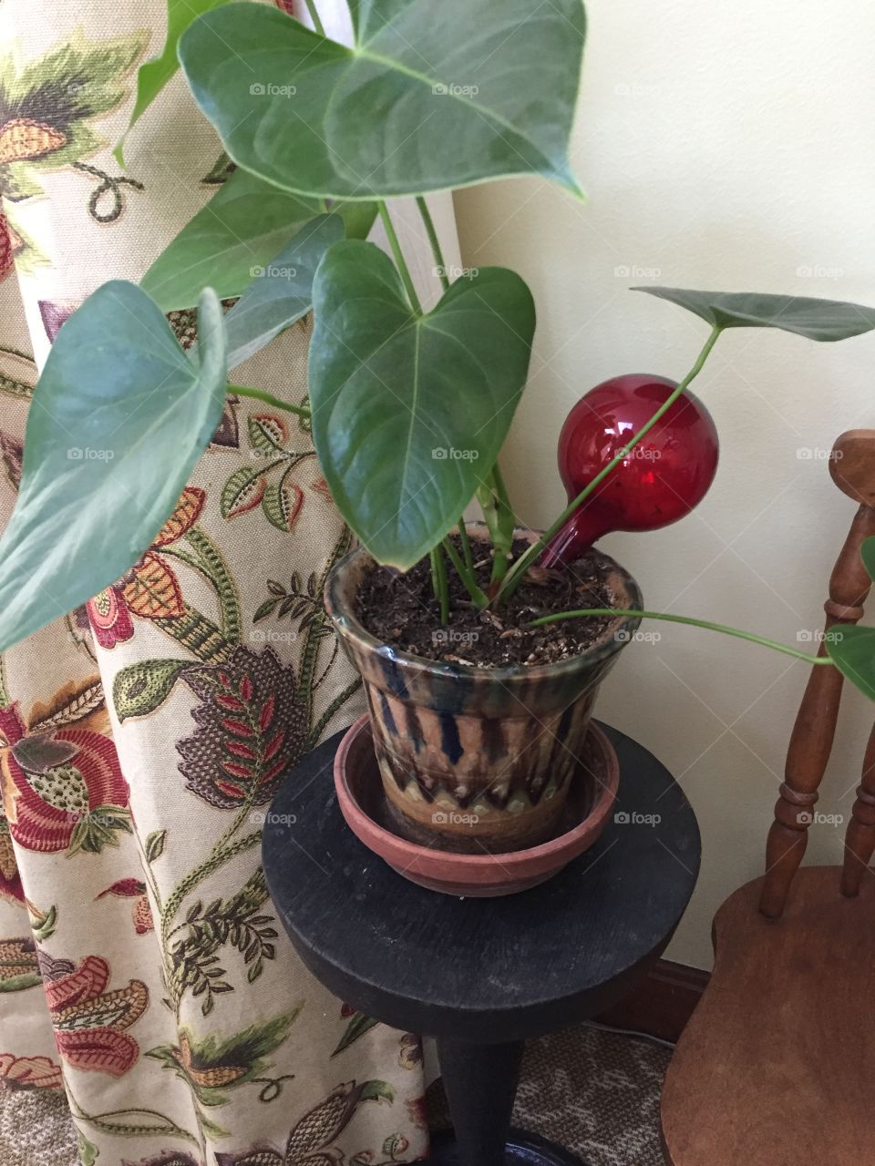 House plant 