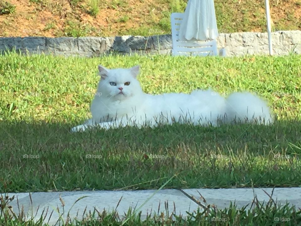 Lindo gato descansando na grama