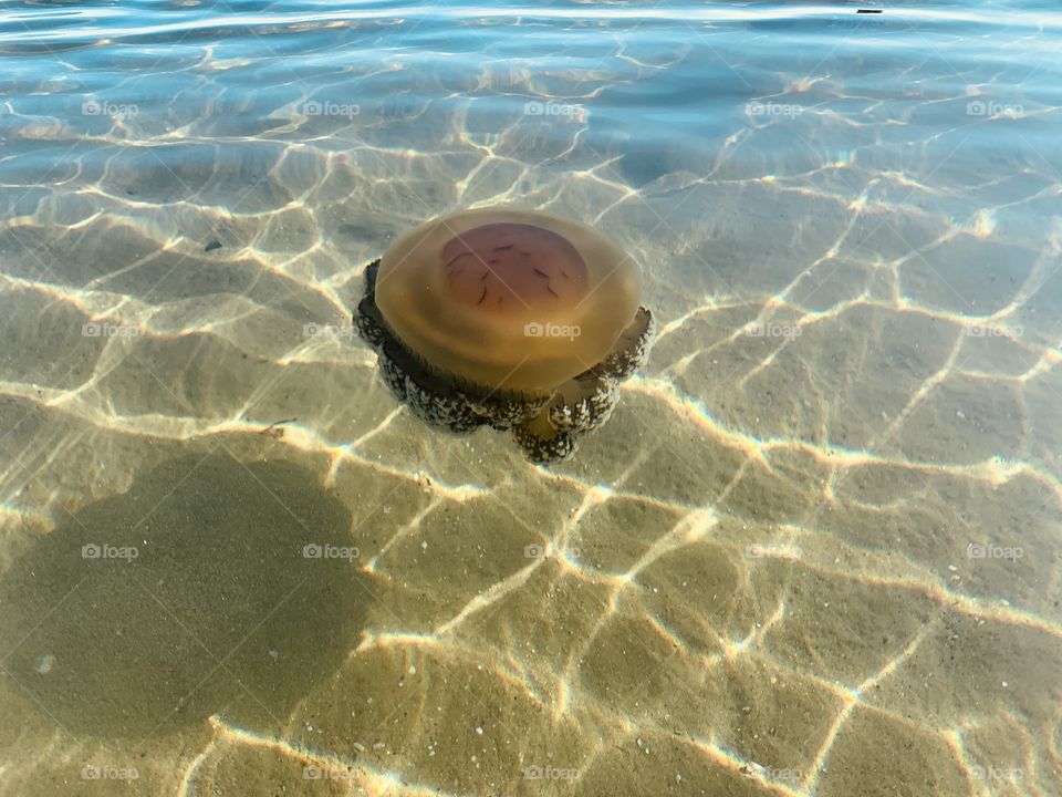 a specimen of Cassiopea Mediterranea swims in the Adriatic Sea