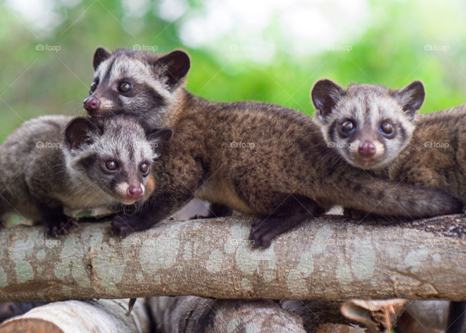 three weasel cubs