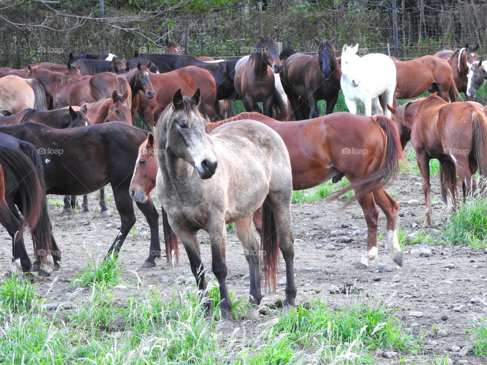 majestic horses 