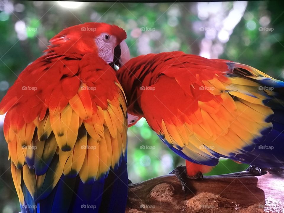 Red Parrot resting 