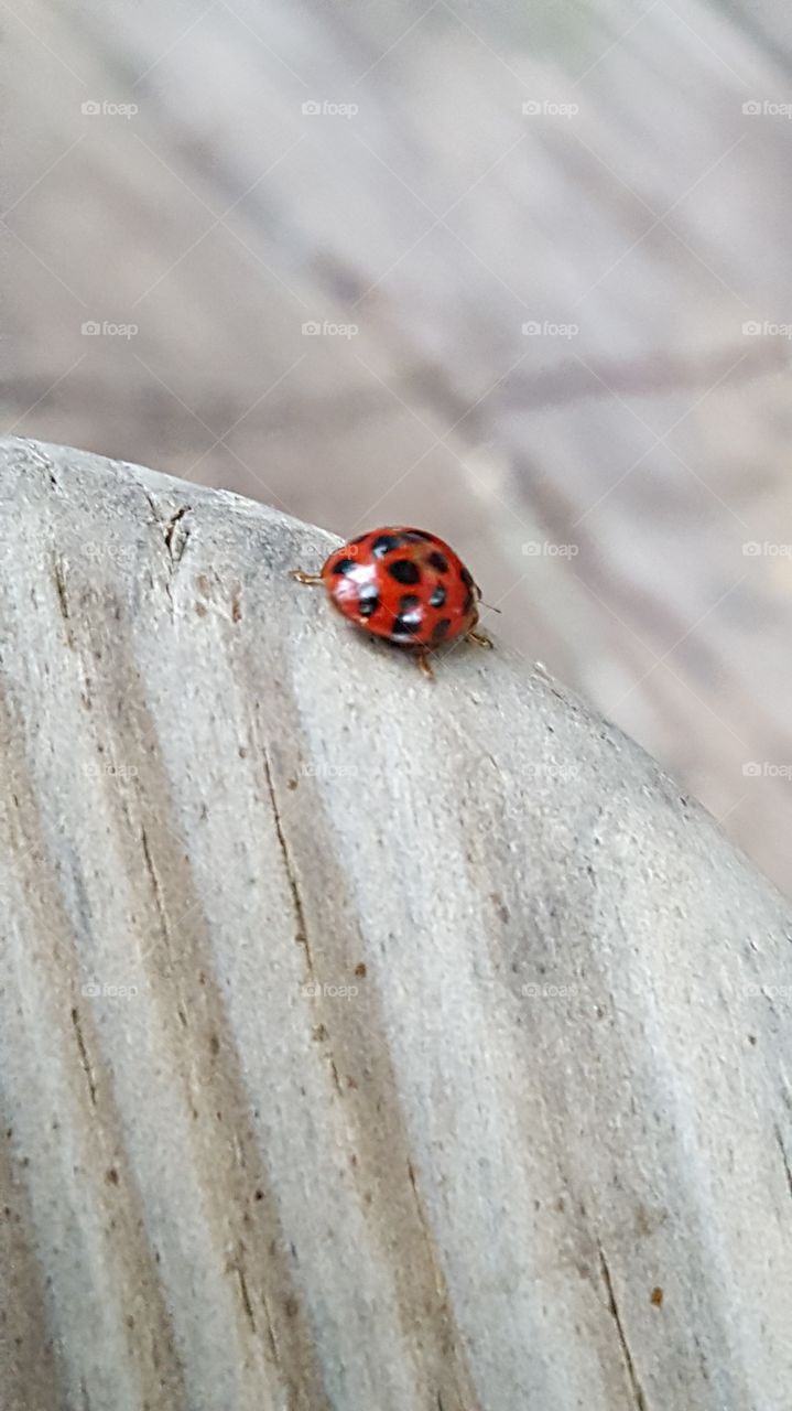 ladybug