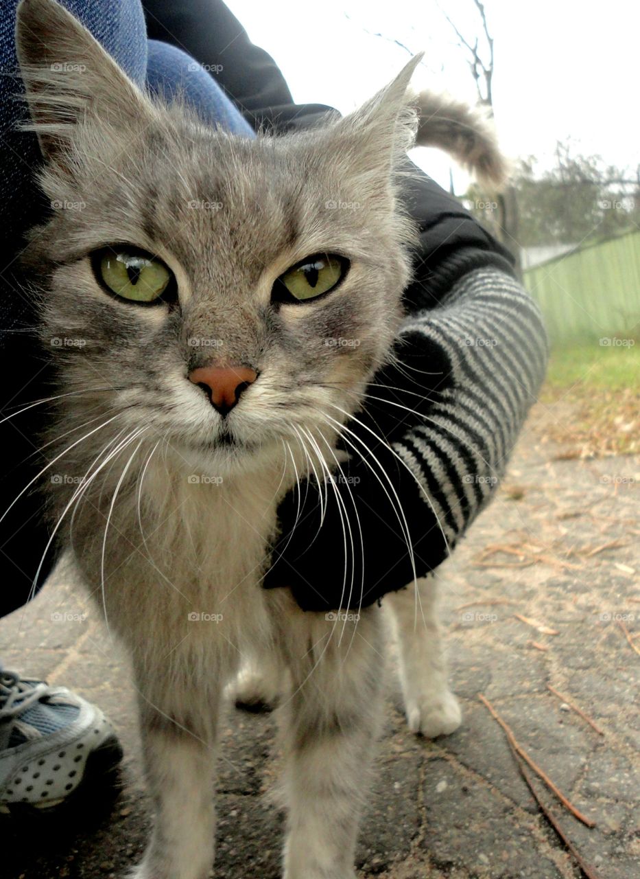 Animal, Cat, Pet, Cute, Portrait