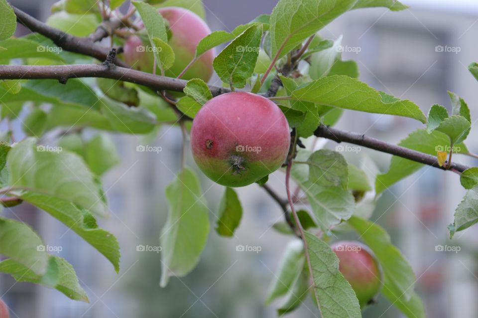 small apple on tree