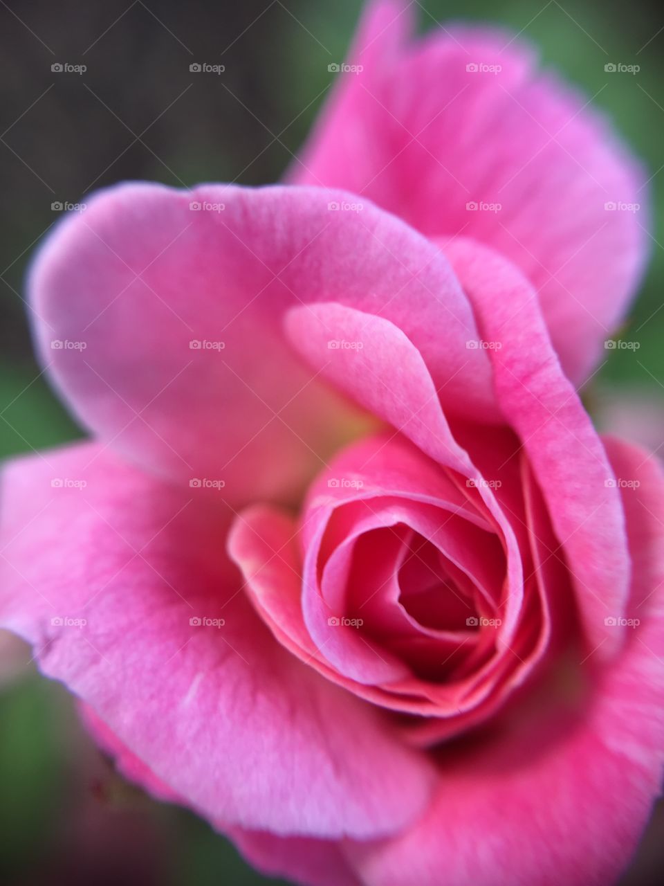 Close-up of pink flower