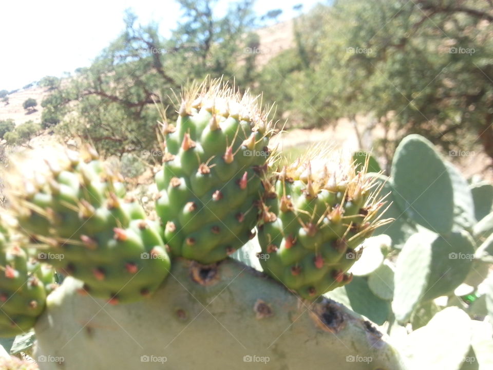 cactus fruit