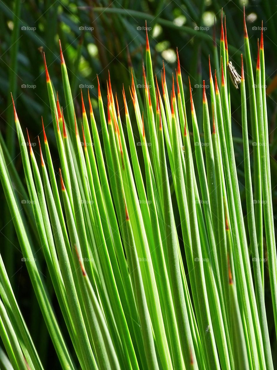 Green I want you green