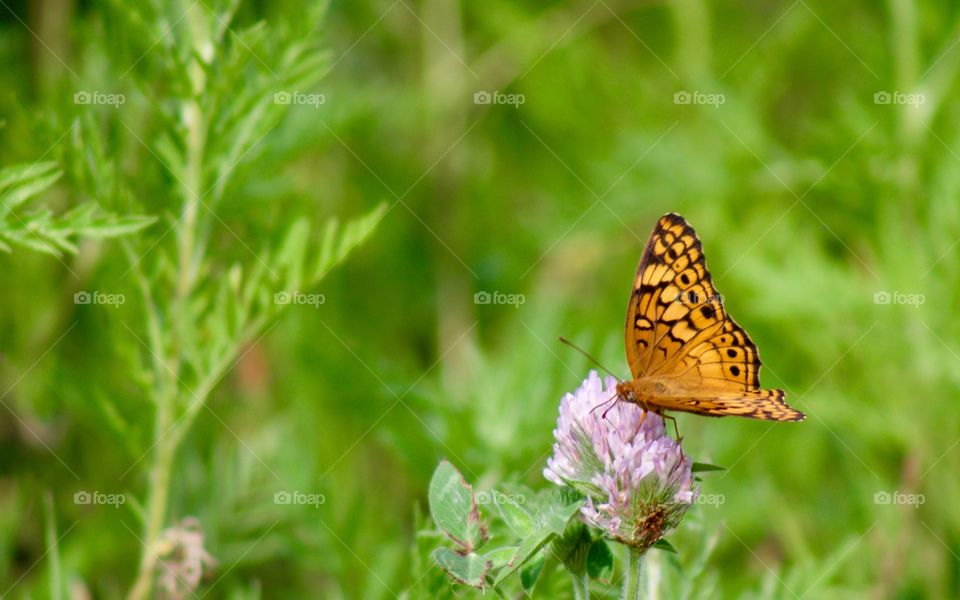 Butterflies Fly Away - orange butterfly on red clover blossom 