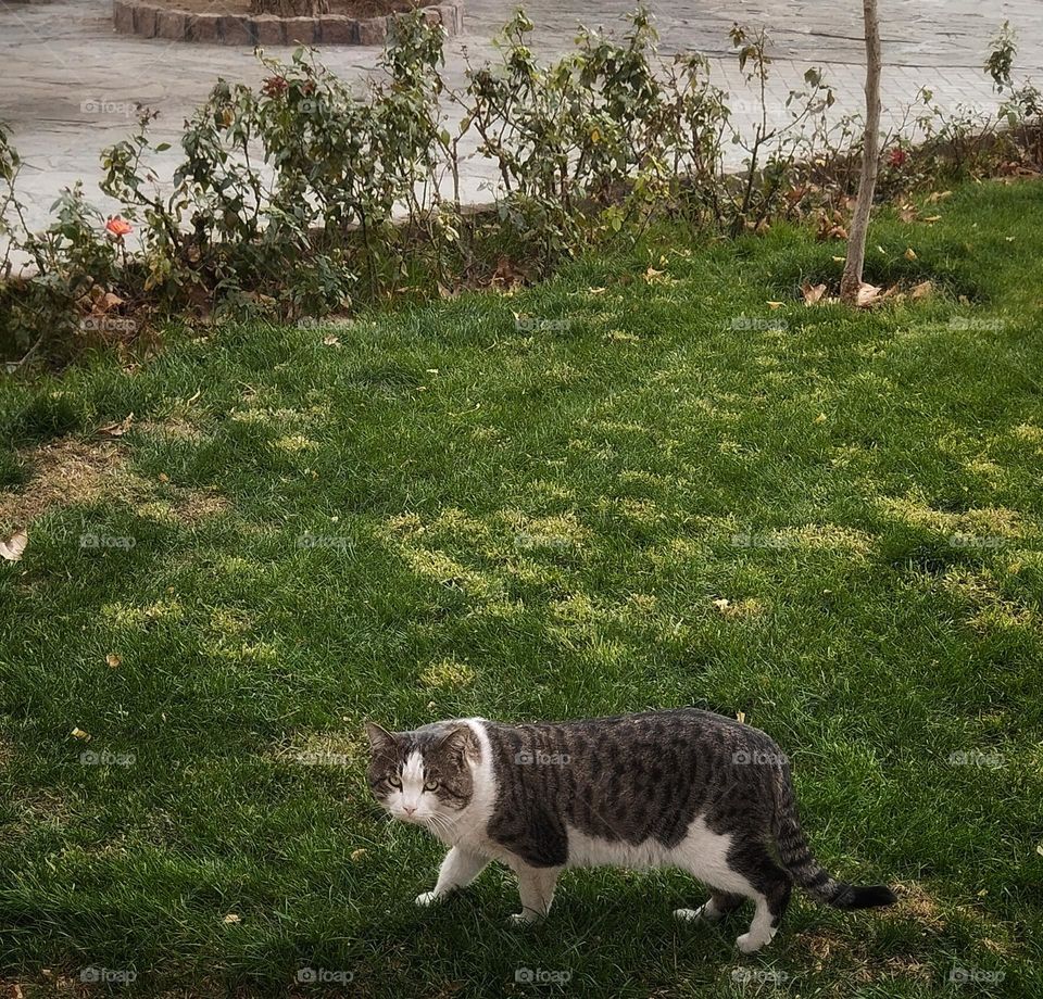 Nice cat, walking in the park