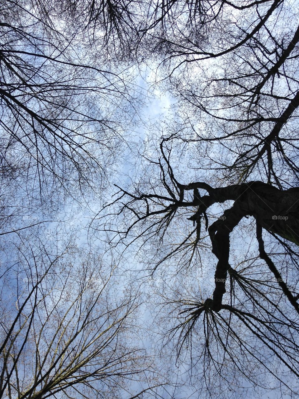 Sky and treetops