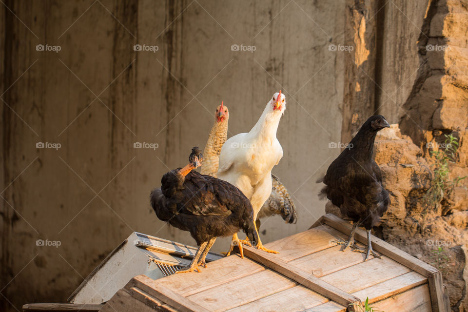 chickens looking curious