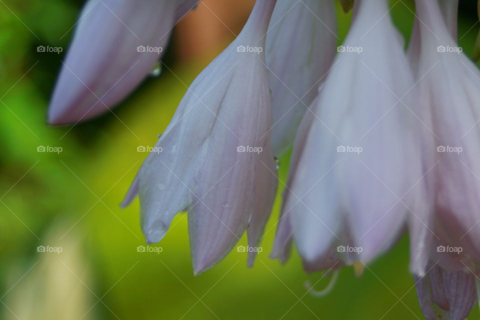 Hosta Flowers 